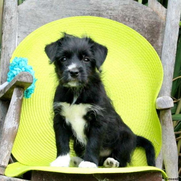 Jaime, Yorkie Mix Puppy