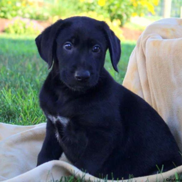 Jake, German Shepherd Mix Puppy