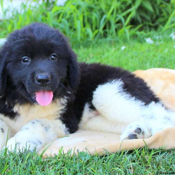 Jake, Newfoundland Puppy