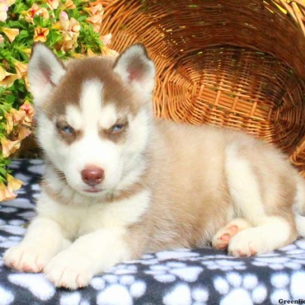 Jake, Siberian Husky Puppy