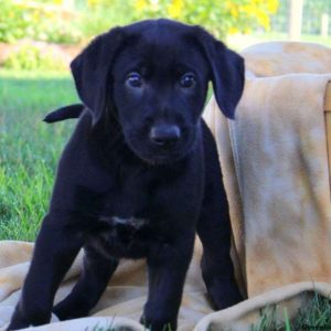 Jake, German Shepherd Mix Puppy