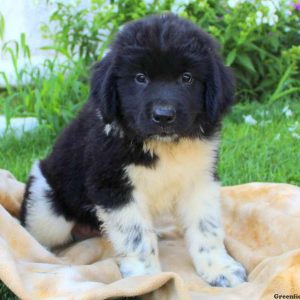 Jake, Newfoundland Puppy