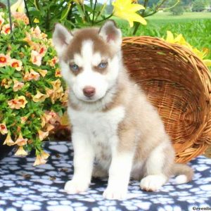 Jake, Siberian Husky Puppy