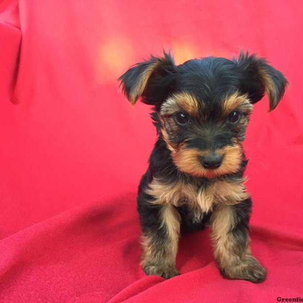 Jambo, Yorkshire Terrier Puppy