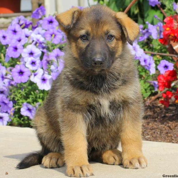 James, German Shepherd Puppy