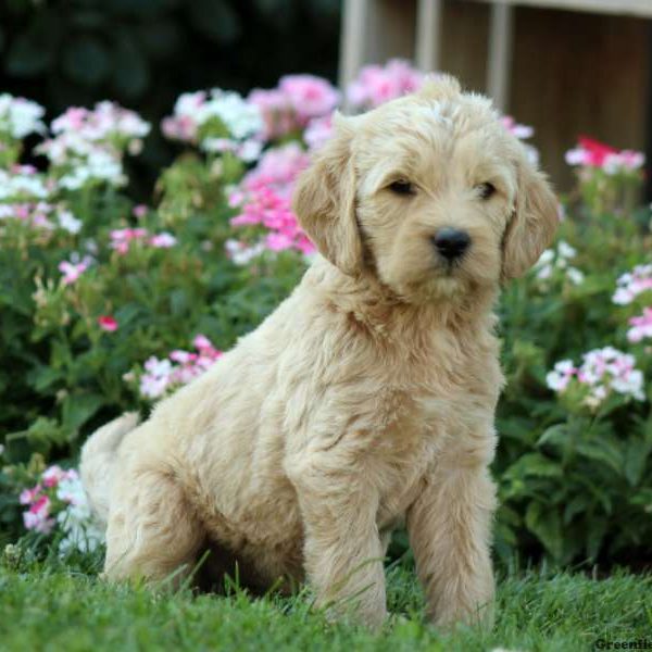 James, Labradoodle-Miniature Puppy