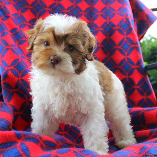 James, Shih-Poo Puppy