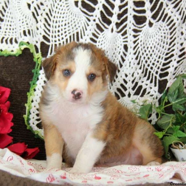 James, Border Collie Puppy