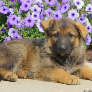 James, German Shepherd Puppy