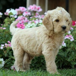 James, Labradoodle-Miniature Puppy