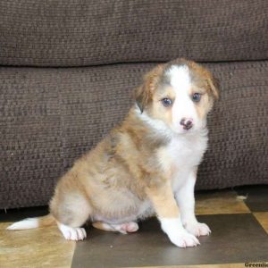 James, Border Collie Puppy