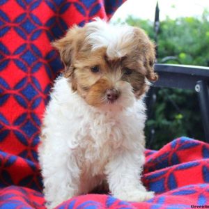 James, Shih-Poo Puppy