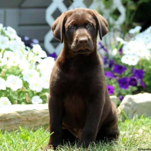 Jameson, Labrador Retriever-Chocolate Puppy