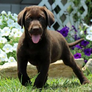 Jameson, Labrador Retriever-Chocolate Puppy