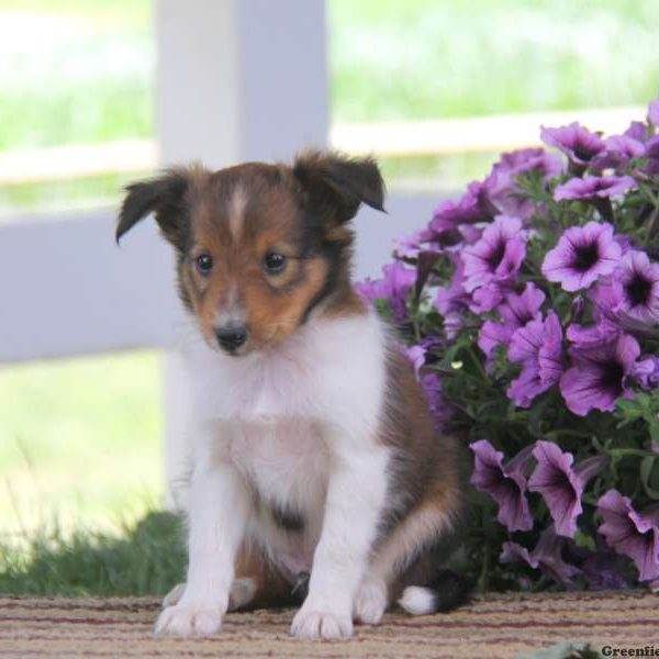 Jamie, Shetland Sheepdog Puppy