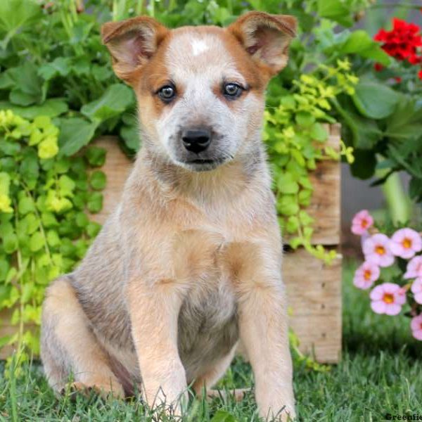 Jamie, Blue Heeler – Australian Cattle Dog Puppy