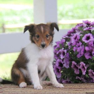 Jamie, Shetland Sheepdog Puppy