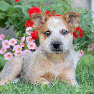 Jamie, Blue Heeler – Australian Cattle Dog Puppy