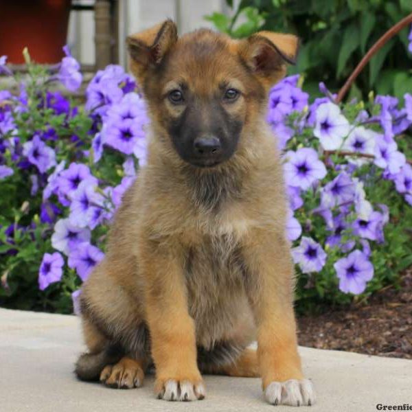 Jane, German Shepherd Puppy