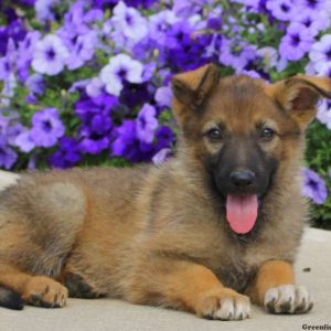 Jane, German Shepherd Puppy