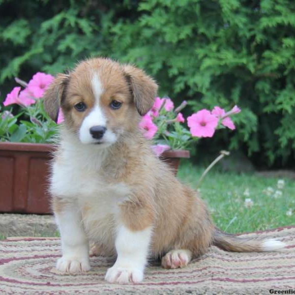 Janelle, Pembroke Welsh Corgi Puppy