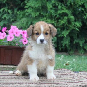 Janelle, Pembroke Welsh Corgi Puppy