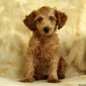 Janelle, Miniature Poodle Puppy