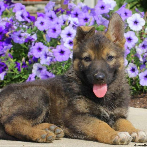 Janessa, German Shepherd Puppy