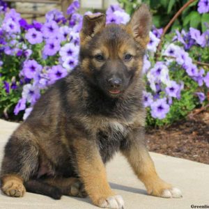 Janessa, German Shepherd Puppy