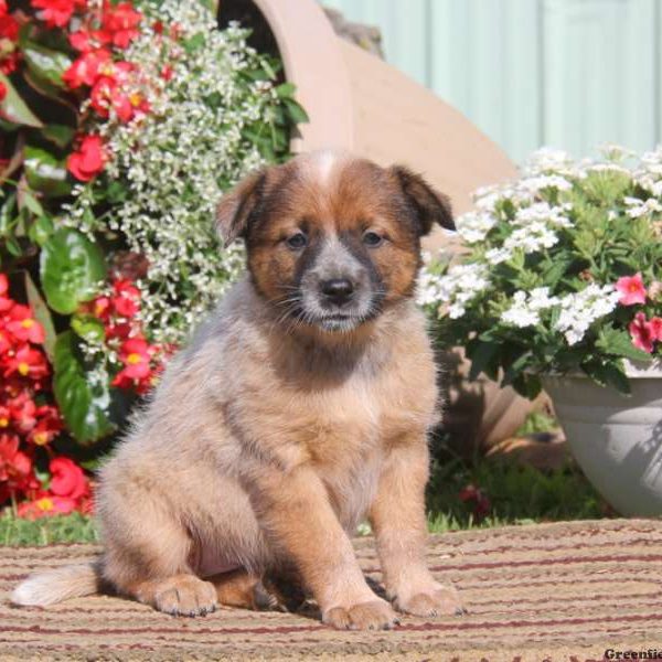 Janet-Red Heeler, Blue Heeler – Australian Cattle Dog Puppy