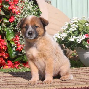 Janet-Red Heeler, Blue Heeler – Australian Cattle Dog Puppy