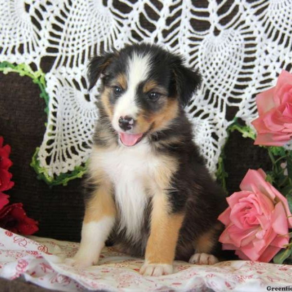 Janice, Border Collie Puppy