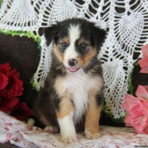 Janice, Border Collie Puppy