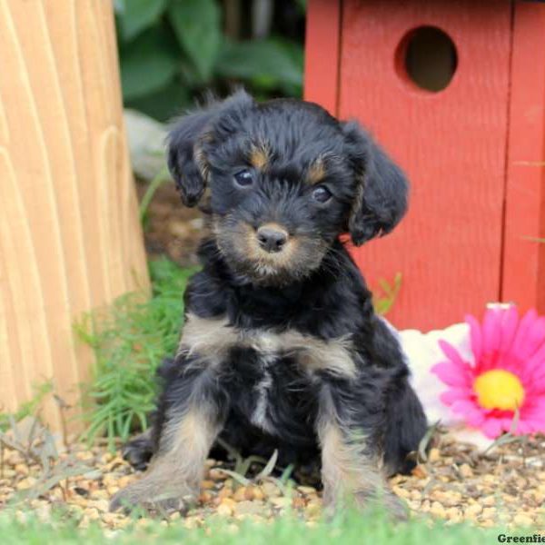 Janie, Cavalier King Charles Mix Puppy