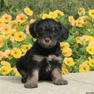 Janie, Cavalier King Charles Mix Puppy