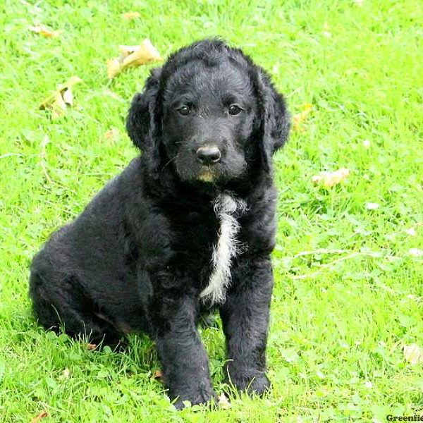 Jared, Labradoodle Puppy