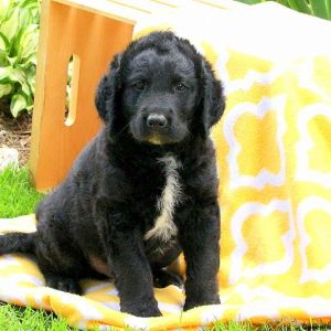 Jared, Labradoodle Puppy