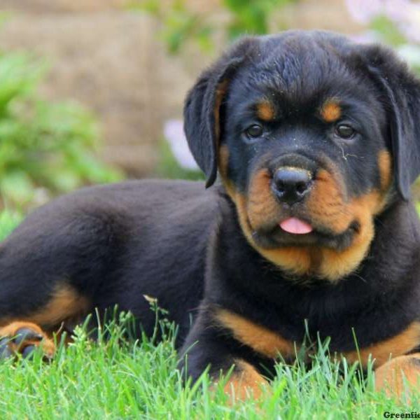 Jaron, Rottweiler Puppy