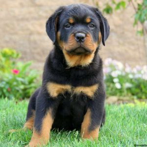 Jaron, Rottweiler Puppy