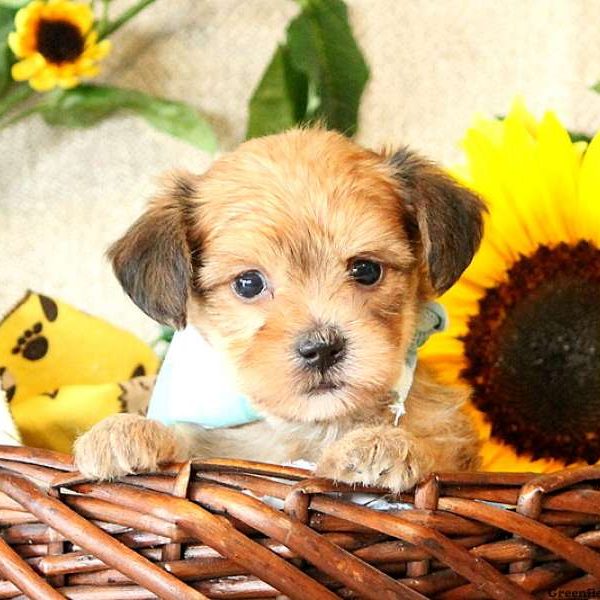 Jarrell, Yorkie-Chon Puppy