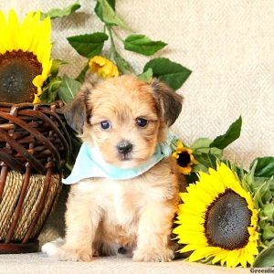 Jarrell, Yorkie-Chon Puppy