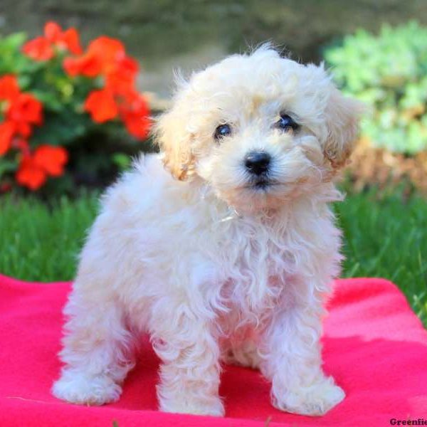 Jasmine, Toy Poodle Puppy