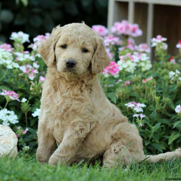 Jasmine, Labradoodle-Miniature Puppy