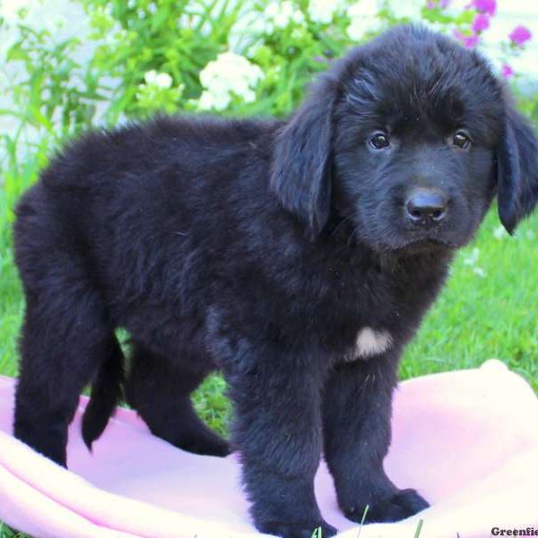 Jasmine, Newfoundland Puppy