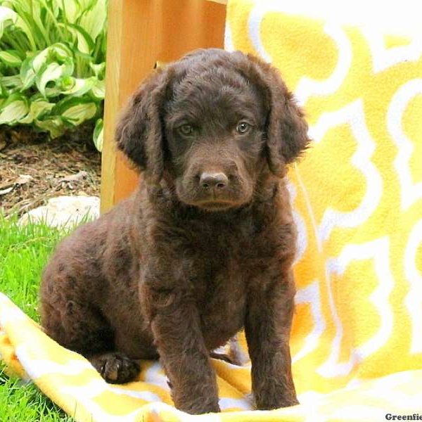 Jasmine, Labradoodle Puppy