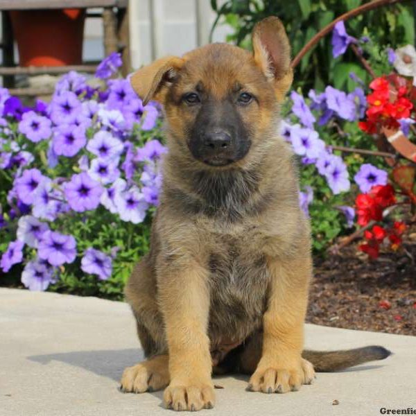 Jasmine, German Shepherd Puppy