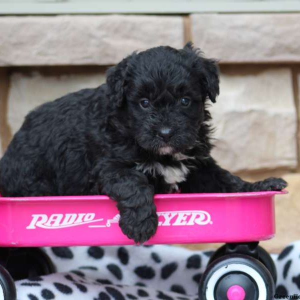 Jasmine, Bernedoodle-Miniature Puppy