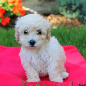 Jasmine, Toy Poodle Puppy