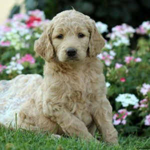 Jasmine, Labradoodle-Miniature Puppy