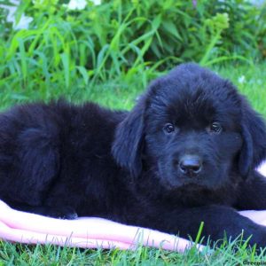 Jasmine, Newfoundland Puppy